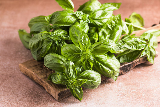 Sweet Basil Samen – Ocimum basilicum Aromatic Kraut Pflanze