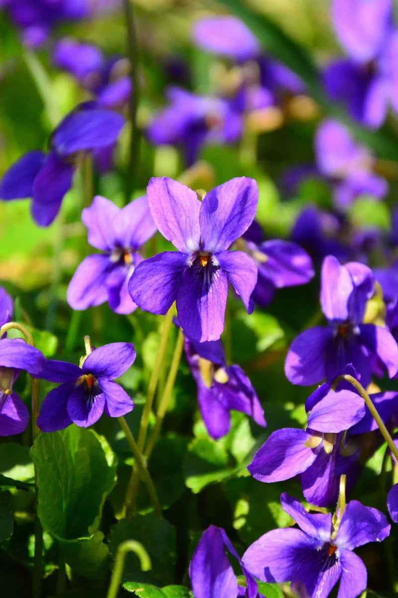 Violet blume samen for anpflanzung - premium quality, heirloom & gmo free samen for home garten
sale samen for home garten