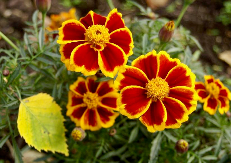 Semillas de caléndula roja «Marietta» para sembrar: flores de jardín brillantes y coloridas para paisajes