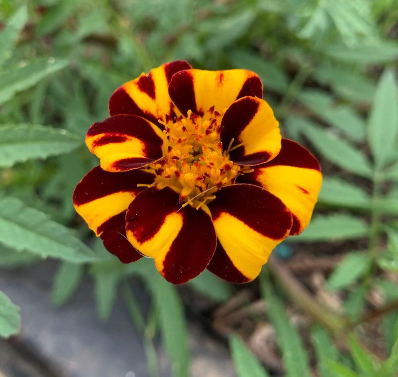 Thunbergia coccinea blume samen for anpflanzung