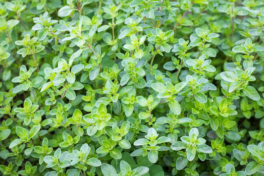 Thyme Samen – Thymus vulgaris Common English Variety