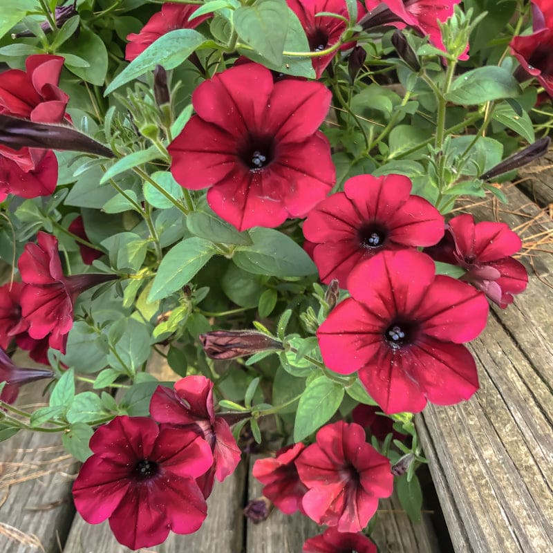 Varietà tradizionale di petunia vellutata, semi da seminare, favorevole agli impollinatori, varietà tradizionale e senza OGM, semi per il giardino domestico