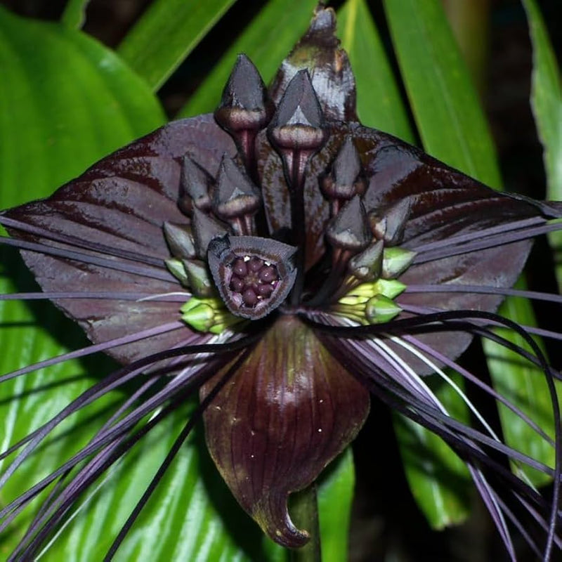 Tiger orchid samen for anpflanzung