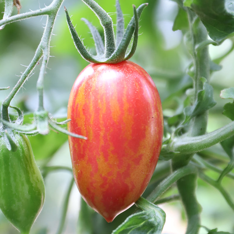 Semillas de tomate Tiger Asian Solanum lycopersicum para plantar
