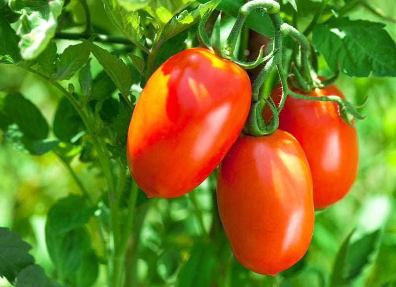 Tomato solanum lycopersicum samen für aussaat
