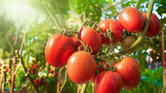 Tomate Rebel Yell Solanum lycopersicum graines à planter dans un potager