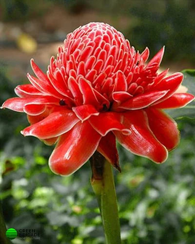 Semillas de flores rojas de Etlingera para sembrar, flores tropicales de jardín
