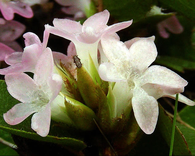 Trailing arbutus samen for anpflanzung