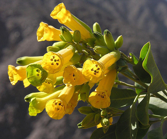 Tree Tobacco shrub with yellow trumpet-shaped Blumen