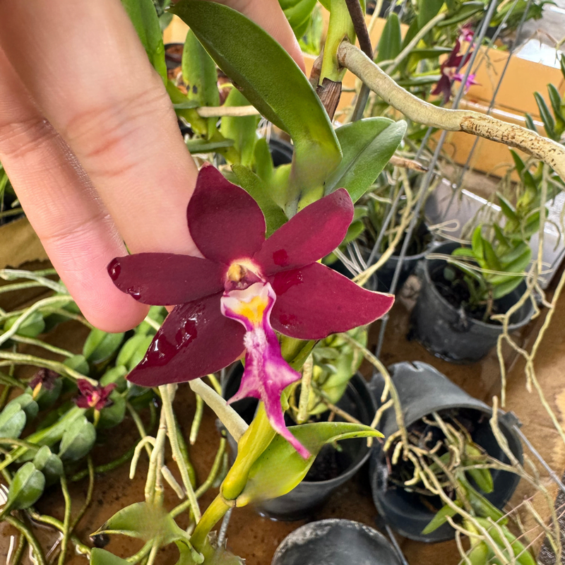 Trichoglottis blume samen for anpflanzung