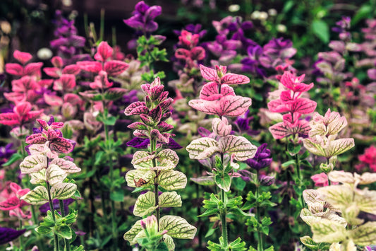 Tricolor Clary Sage Salvia viridis mix Samen blue pink white Blumen