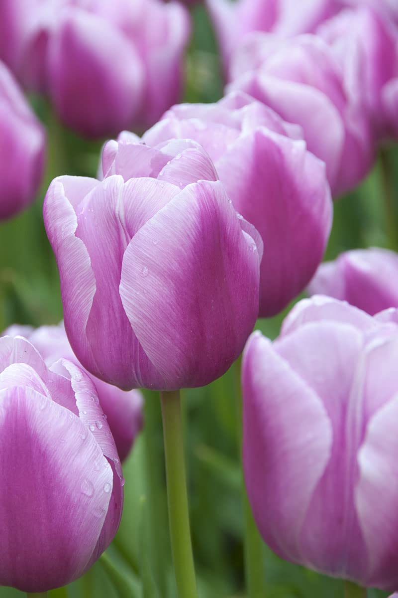 Close-up of weiß and violet tulip petals