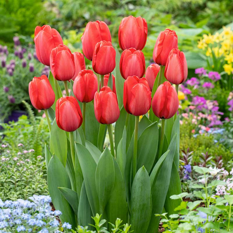 Graines de tulipe rouge et rose à semer, aime le soleil, variété traditionnelle et sans OGM, graines pour jardin familial