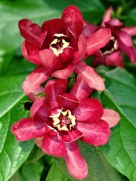 Semillas de Calycanthus rojo para sembrar – flores aromáticas – variedad tradicional y sin ingeniería genética, semillas para el jardín doméstico