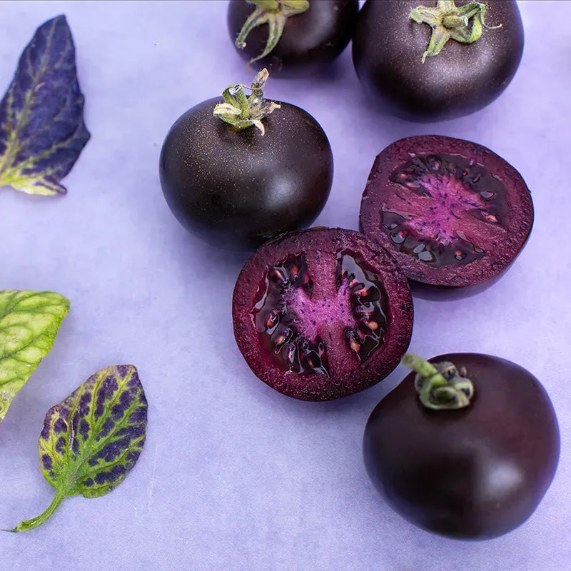 Unique violette tomato variety wachsend in home garten