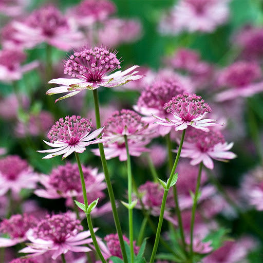Semillas de flores de Astrantia major para siembra – crecimiento compacto – variedad tradicional y sin ingeniería genética, semillas para el jardín doméstico