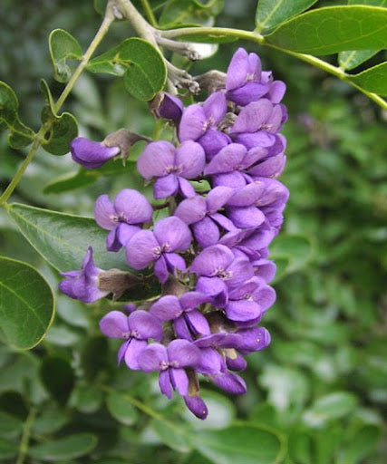 Variedad tradicional Laurel Sophora, semillas de flores para sembrar, esenciales para el jardín de estilo rústico, variedad tradicional y sin organismos modificados genéticamente, semillas para el jardín doméstico
