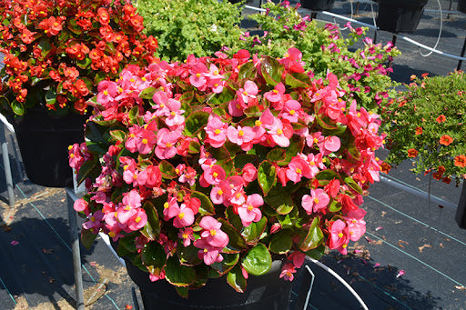 Begonien-Blumensamen „Super Olympia Rose“ zur Aussaat im Blumenbeet