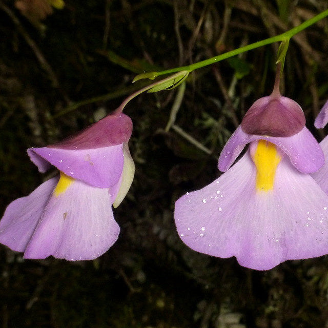 Utricularia arenaria pflanze samen for unique gardening