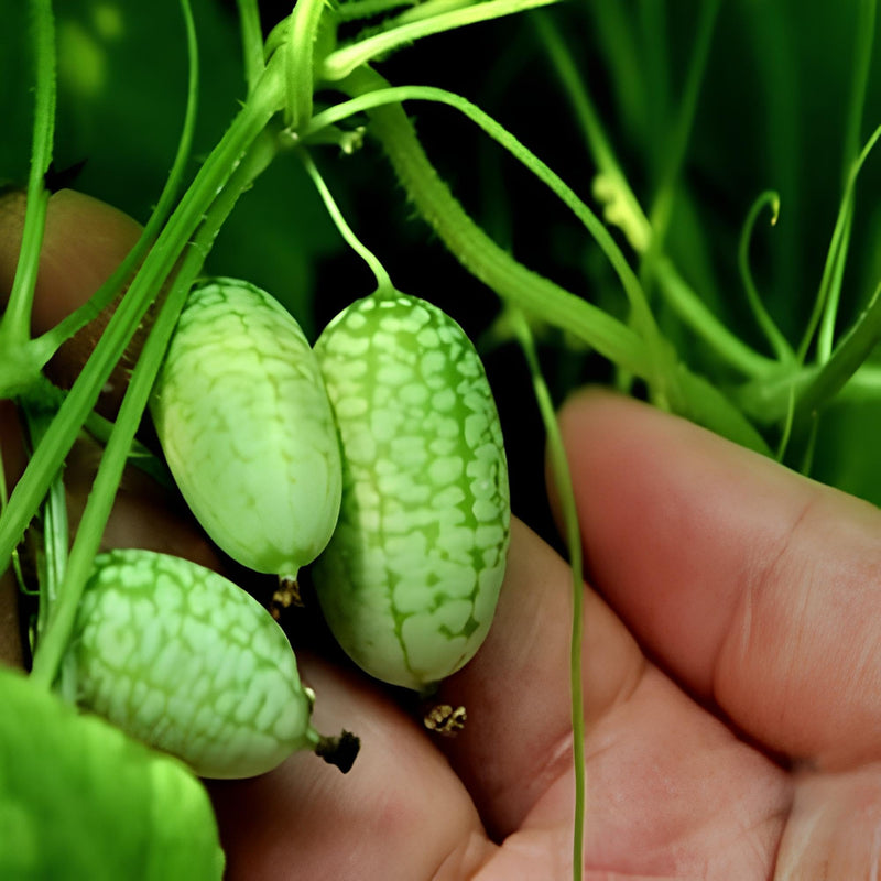 Uzbek mirzachul melon samen cucumis melo für aussaat