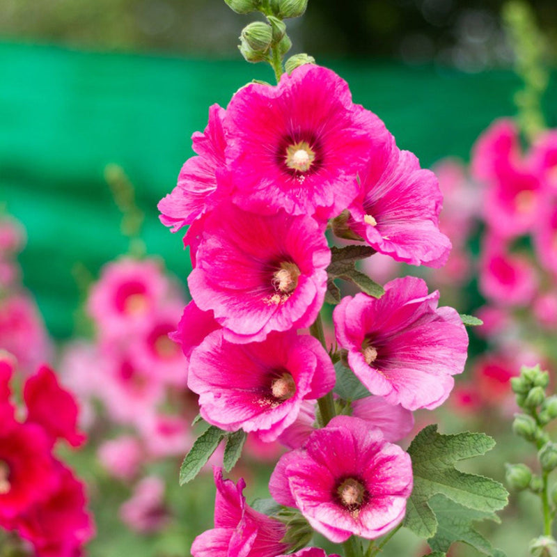 Rosa hollyhock blume samen for anpflanzung colorful display heirloom & gmo free samen for home garten
sale samen for home garten anpflanzung