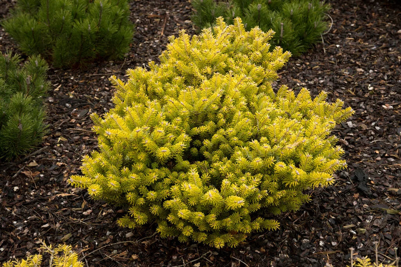 Semillas de flores de Abies koreana para siembra – toleran la semisombra – variedad tradicional y sin ingeniería genética, semillas para el jardín doméstico