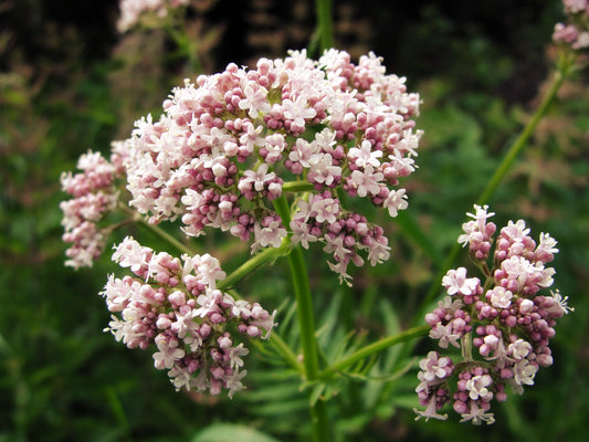 Valerian Samen – Valeriana officinalis Garten Heliotrope Variety