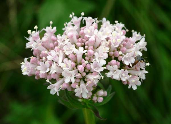 Semillas de flores de valeriana para siembra, floración prolongada de temporada, variedad tradicional y sin ingeniería genética, semillas para jardín doméstico