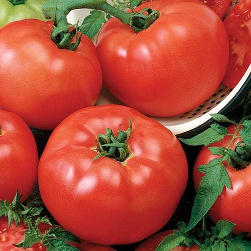Tomato pflanze in gemüse patch garten