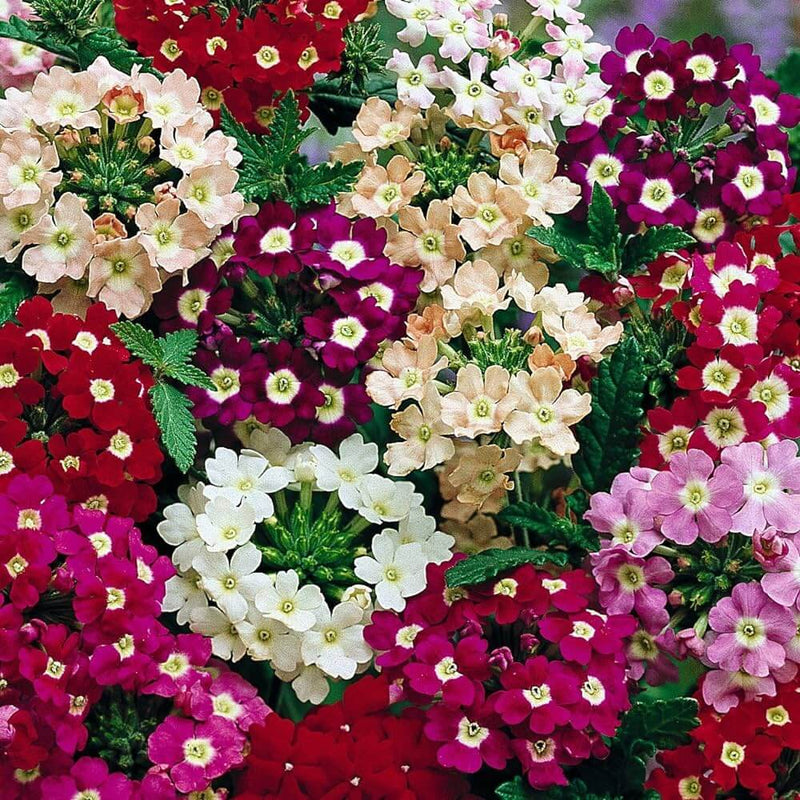 Weiß and lila verbena samen for containers and beds