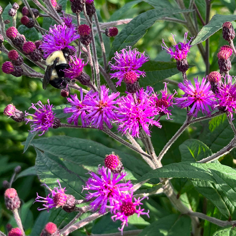 Semillas de flores de Vernonia gigantea para siembra, crecimiento compacto, variedad tradicional y sin transgénicos, semillas para el jardín doméstico