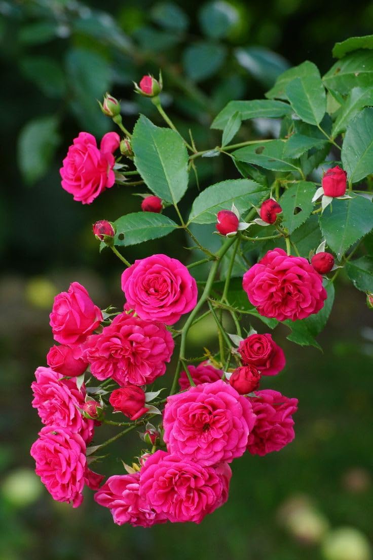 Vertical beauty climbing rose samen for anpflanzung