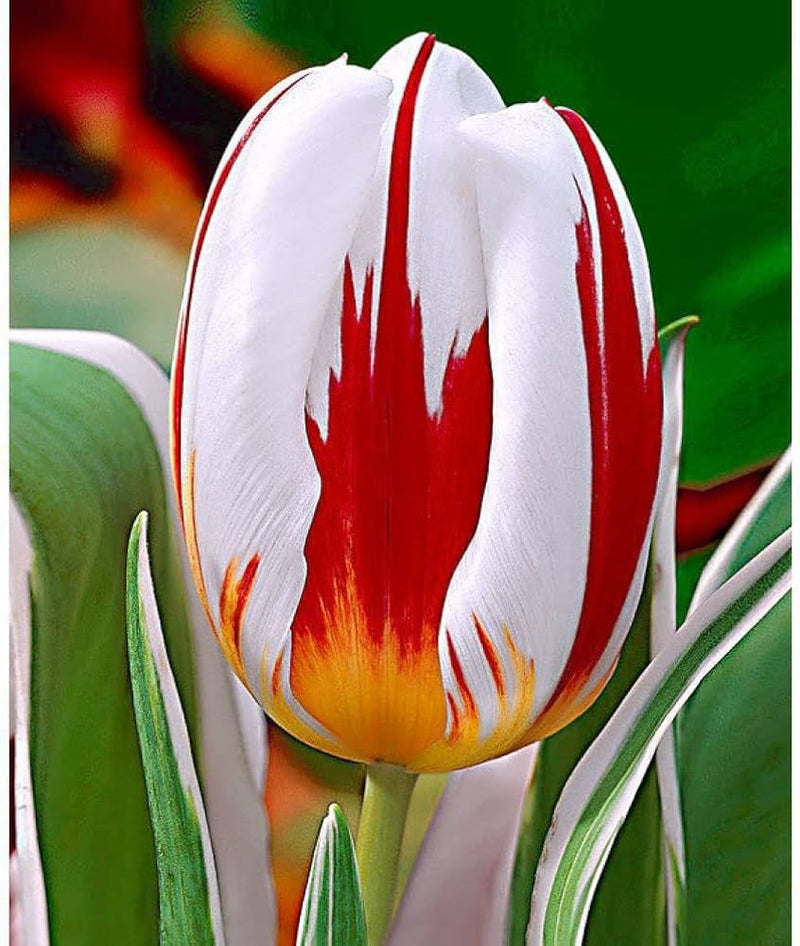 Vibrant rot & weiß tulip pflanzen in full bloom