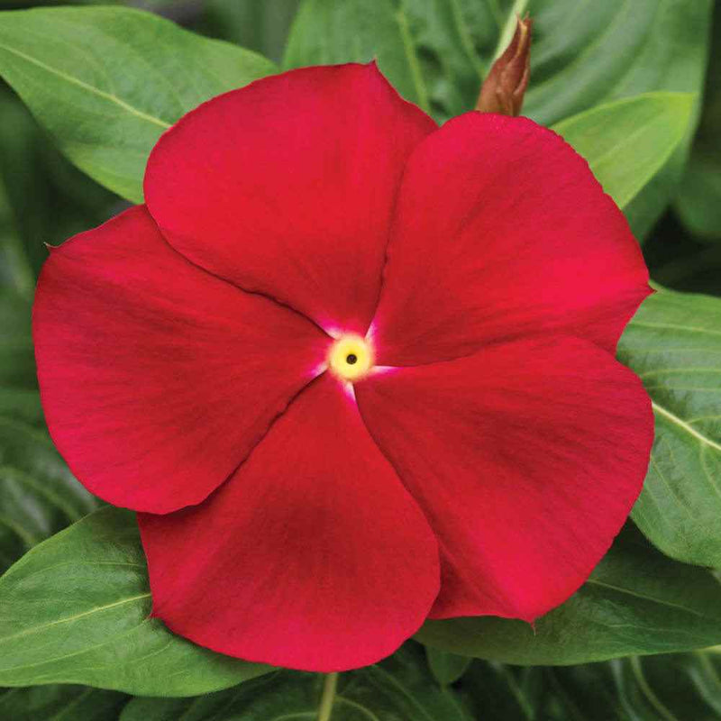 Rot vinca rosea blume samen for anpflanzung - shade tolerant, heirloom & gmo free samen for home garten
sale for anpflanzung in home garten
