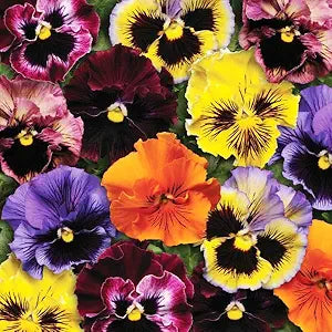 Viola cornuta pansy samen for indoor and garten anpflanzung