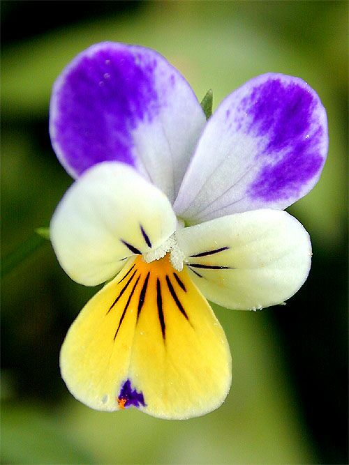 Semillas de violetas tricolor onduladas: flores brillantes para un jardín colorido