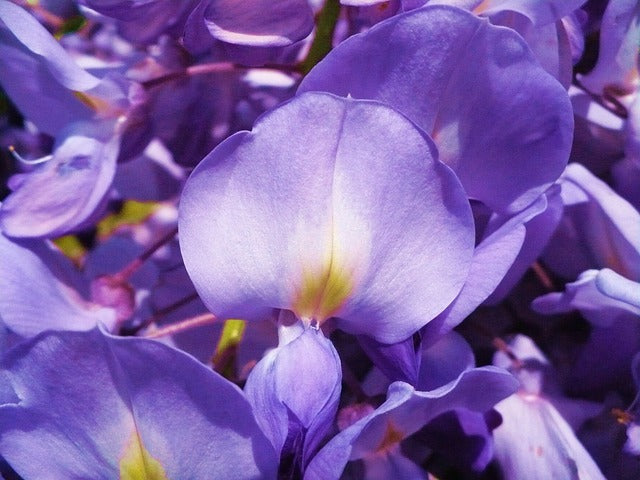 Violet acacia perennial blume samen for anpflanzung