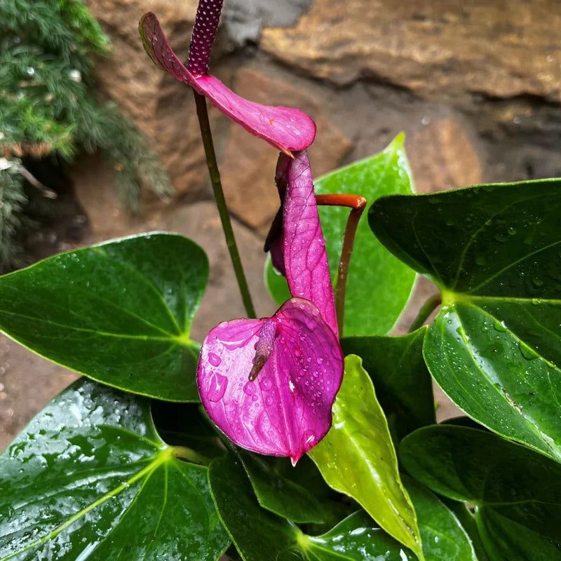 Violet anthurium linden blume samen for elegant garten anpflanzung