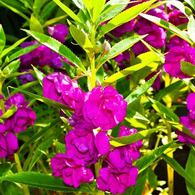 Violet balsam blumen in garten beds