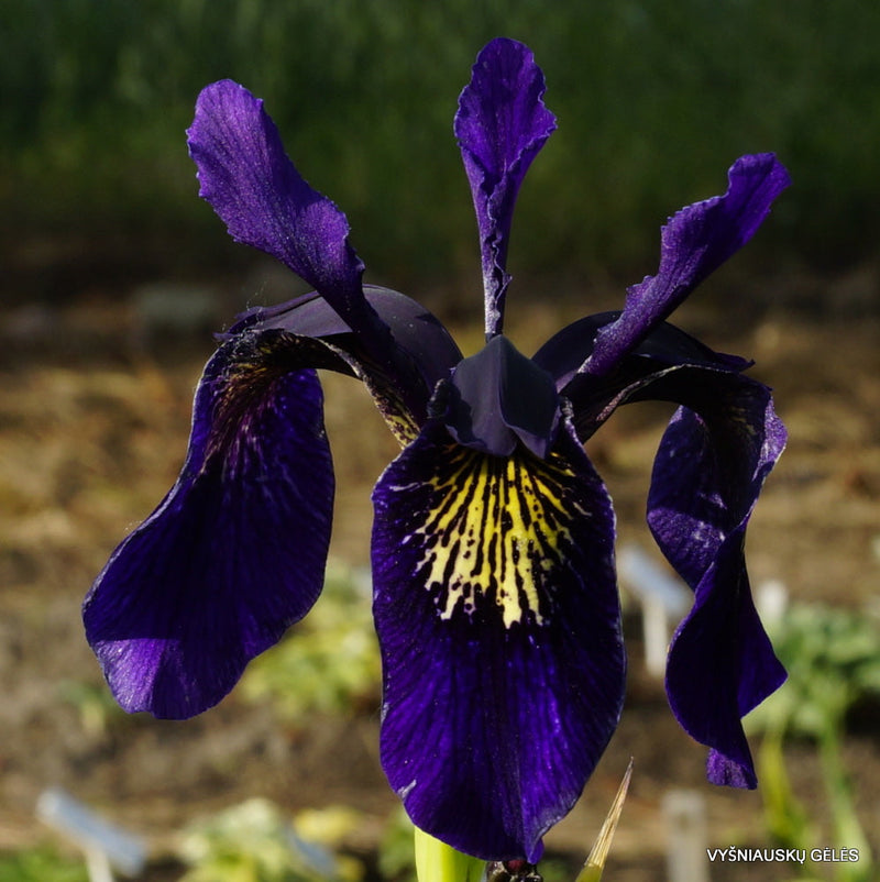 Violet bulleyana blume samen for vibrant garten blooms