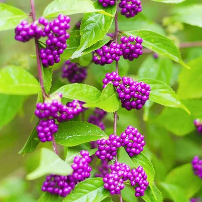 Violet callicarpa samen