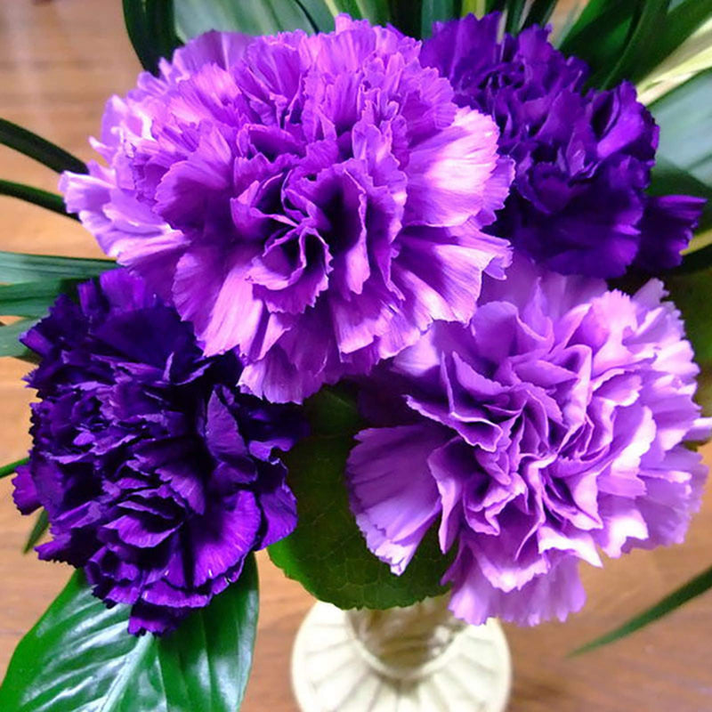 Violet carnation blume samen for easy anpflanzung