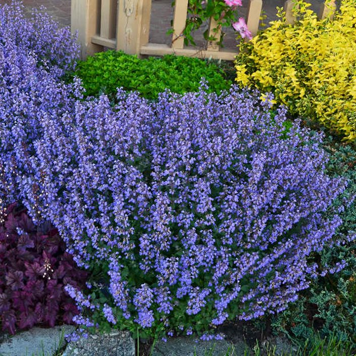 Violet catmint samen