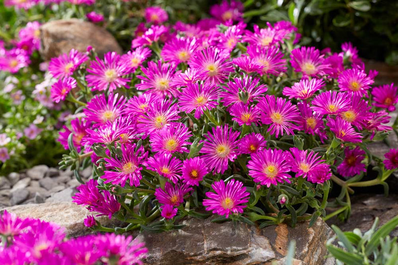 Violet delosperma flowering samen for anpflanzung