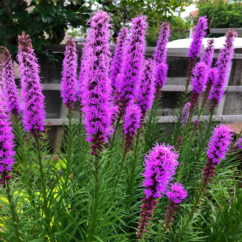 Violet gayfeather samen for anpflanzung and gardening