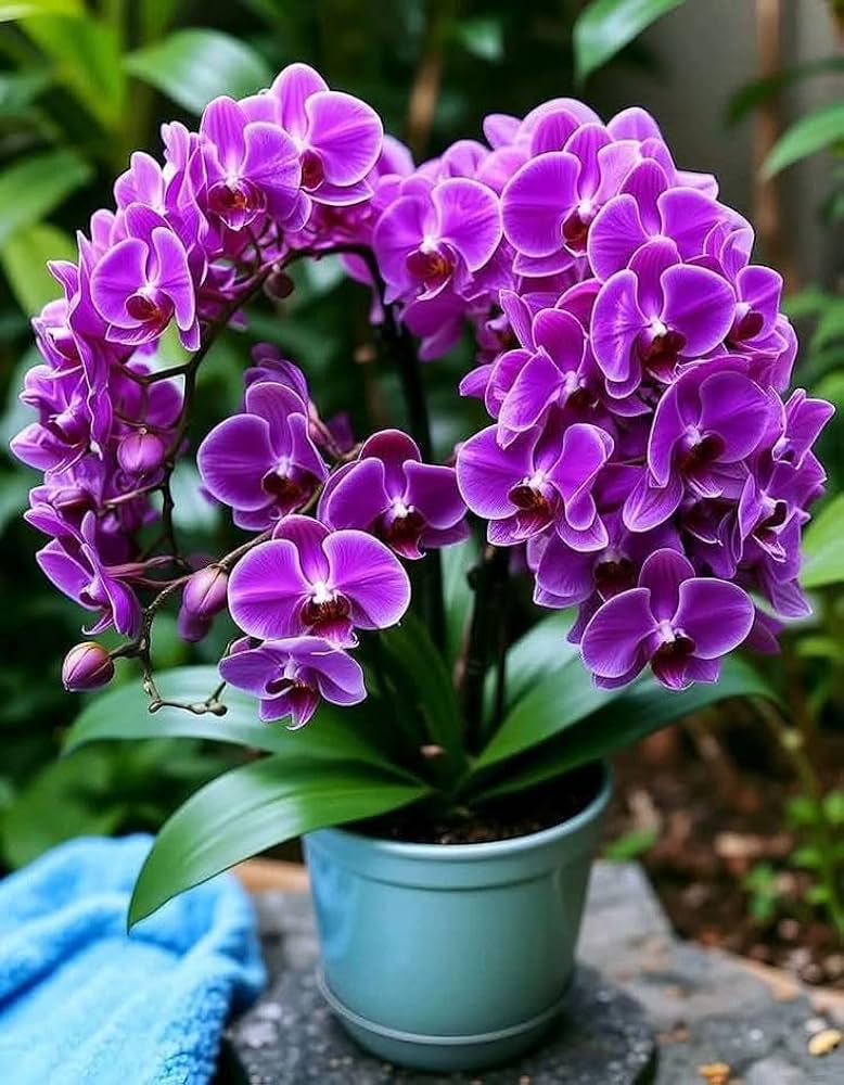 Violet orchid blume samen for anpflanzung