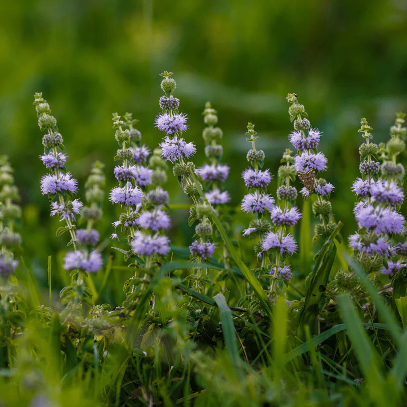 Violet pennyroyal blume samen for anpflanzung