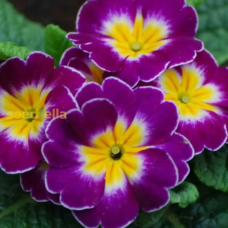 Violet primrose blume samen