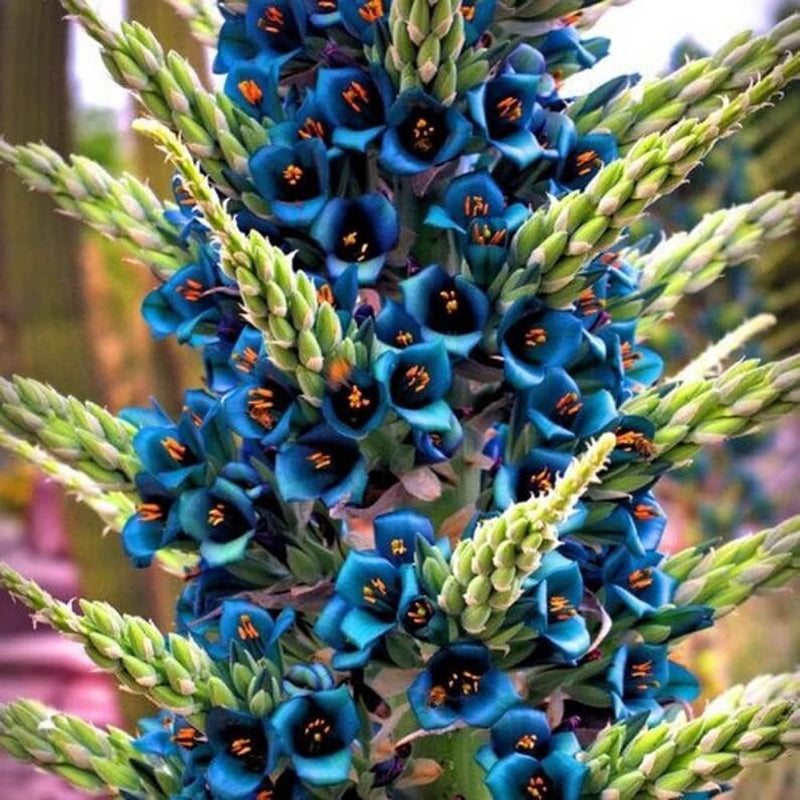 Violet sapphire tower pflanze samen for anpflanzung – exotic garten blooms