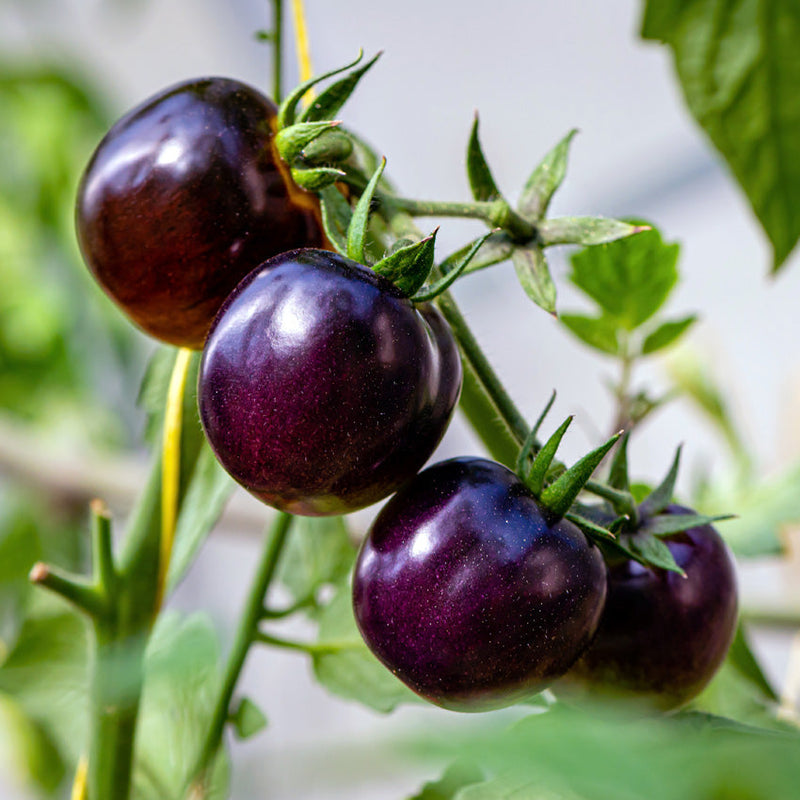 Violette tomato samen für aussaat